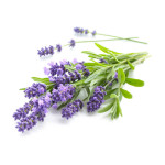 Lavender Oil