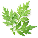 Mugwort 1 Ounce Organic