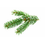 Fir Needle Oil