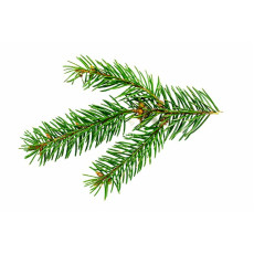 Fir Needle Oil